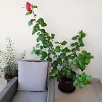 Nature Apartmán *