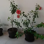 Nature Dubrovník