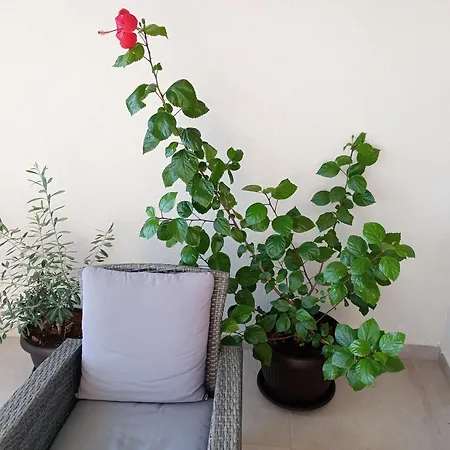 Nature Apartment *