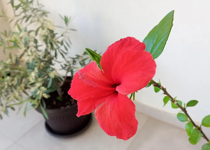 Nature 公寓 杜布罗夫尼克