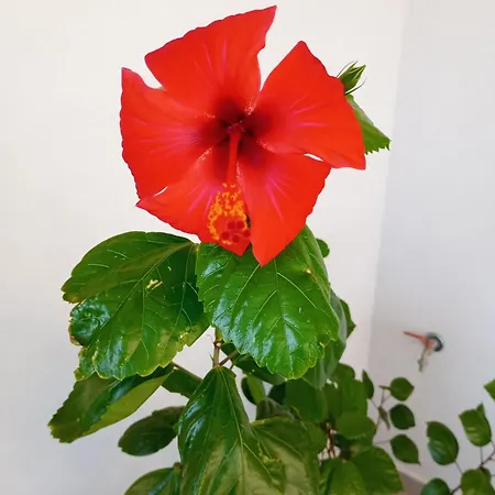 Nature دوبروفينك