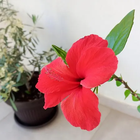 Nature 公寓 杜布罗夫尼克
